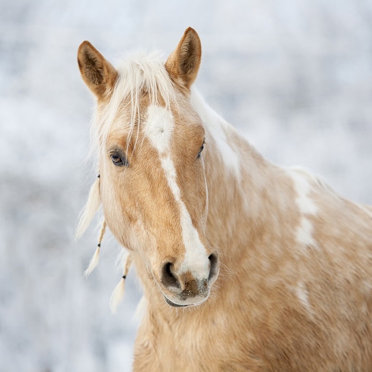 Pferd im Schnee / Zurich Connect Pferdehaftpflichtversicherung